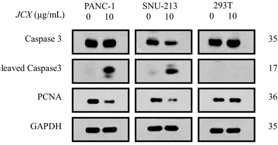 Fig. 7 JCX downregulated the apoptosis-related proteins PANC-1, SNU-213, and 293T 