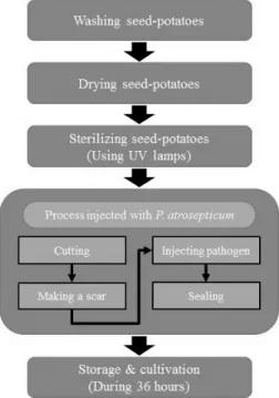 Fig. 1 Flow chart for preprocessing and injection of seed potatoes