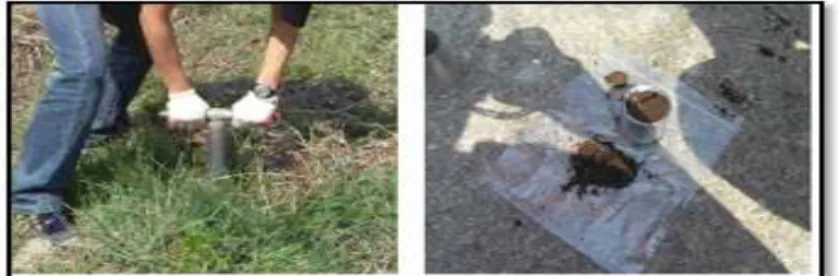 Fig. 2. Sampling of Root Fiber