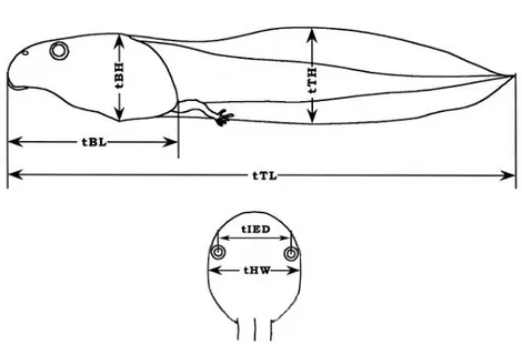 Figure  3.  Measured  parts  of  tadpole.