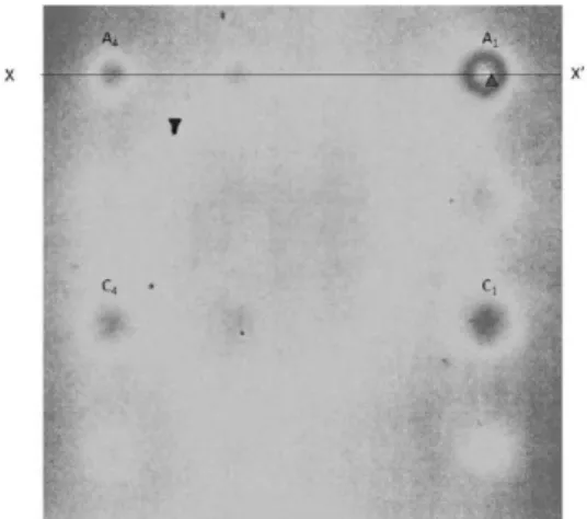 Fig. 8 Edge detection using Shobel function in  MATLAB