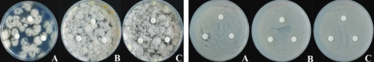 Table  2. Result of microbe repellent activity and antimicrobial activity of the extract (Growth and deterioration activity grade: