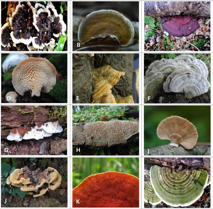 Fig. 4. Mushroom photos of  Polyporaceae  occurred in 2015 and 2016 in the research  area  of  Godjawal  Trail  of  Ecoland  located  in  Kyorae  Godjawal