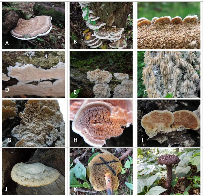 Fig.  5.  Mushroom  photos  of  Ganodermataceae ,  Meruliaceae ,  Fomitopsidaceae ,  and  Boletales  occurred in 2015  and  2016 in  the research  area of  Godjawal  Trail  of  Ecoland  located  in  Kyorae  Godjawal