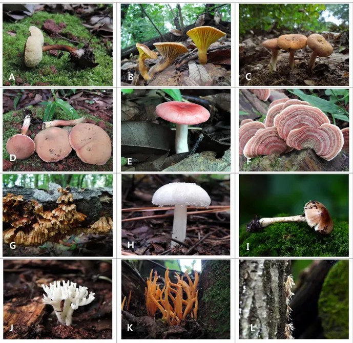 Fig.  6.  Mushroom  photos  of  Boletaceae,  Russulaceae,  Stereaceae,  A manitaceae,  Clavariaceae, Pterulaceae, occurred in 2015 and 2016 in the research area of  Godjawal  Trail  of  Ecoland  located  in  Kyorae  Godjawal