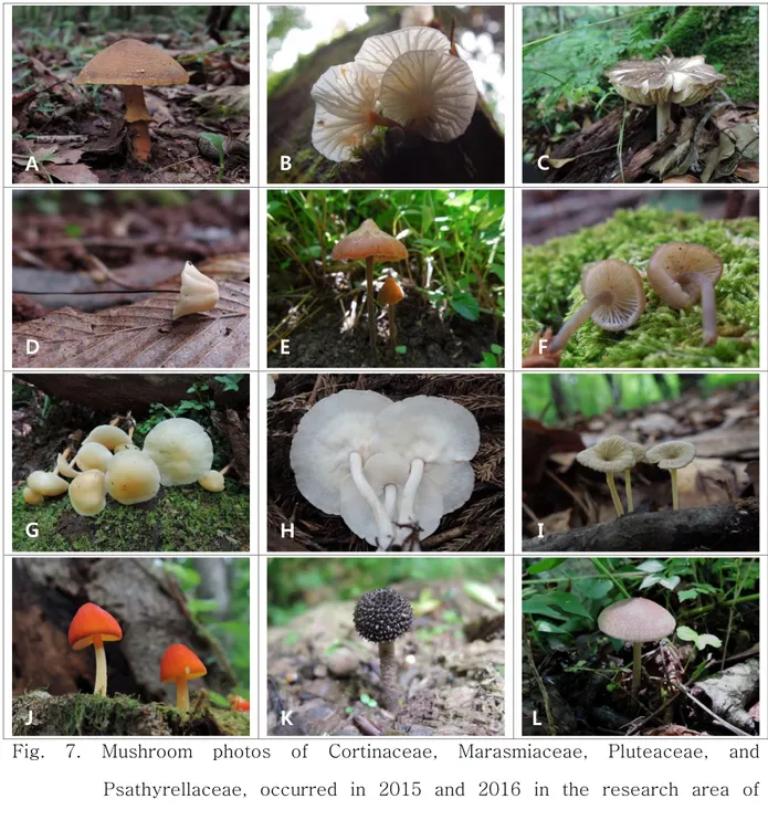 Fig.  7.  Mushroom  photos  of  Cortinaceae,  Marasmiaceae,  Pluteaceae,  and  Psathyrellaceae,  occurred  in  2015  and  2016  in  the  research  area  of  Godjawal  Trail  of  Ecoland  located  in  Kyorae  Godjawal