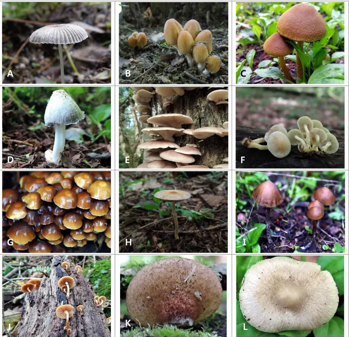 Fig.  8.  Mushroom  photos  of  Psathyrellaceae,  Pleurotaceae,  Strophariaceae,  and  Inocybaceae,  occurred  in  2015  and  2016  in  the  research  area  of  Godjawal  Trail  of  Ecoland  located  in  Kyorae  Godjawal