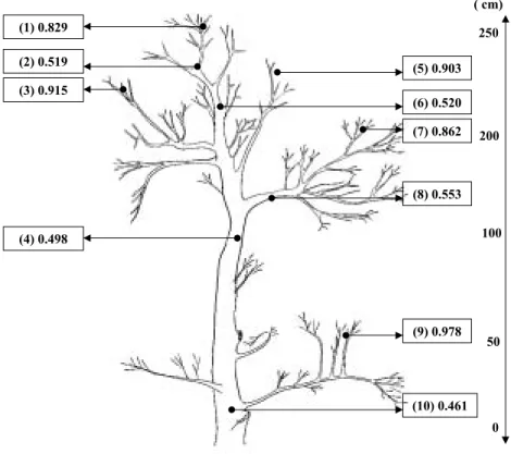Fig.  16.  15 N  atom  %  in  various  parts  of  satsuma  mandarin  trees  in  relation                      to  sink  strength  of  nitrogen  in  Namwon  area  ( 15 N-urea  was                                  applied  on  Apr