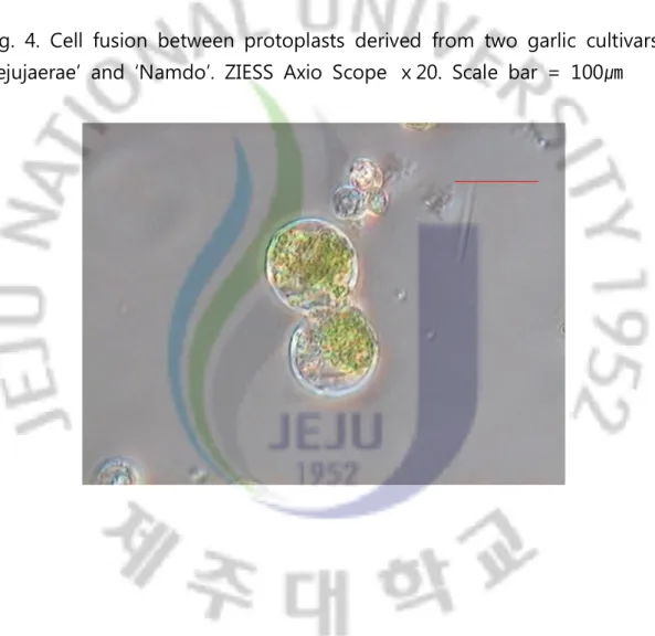 Fig.  4.  Cell  fusion  between  protoplasts  derived  from  two  garlic  cultivars,  ‘Jejujaerae’  and  ‘Namdo’