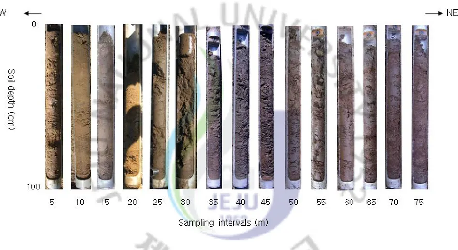 Fig. 8. Appearance of soil sediment profiles with sampling intervals and depth. The color of core samples is a little