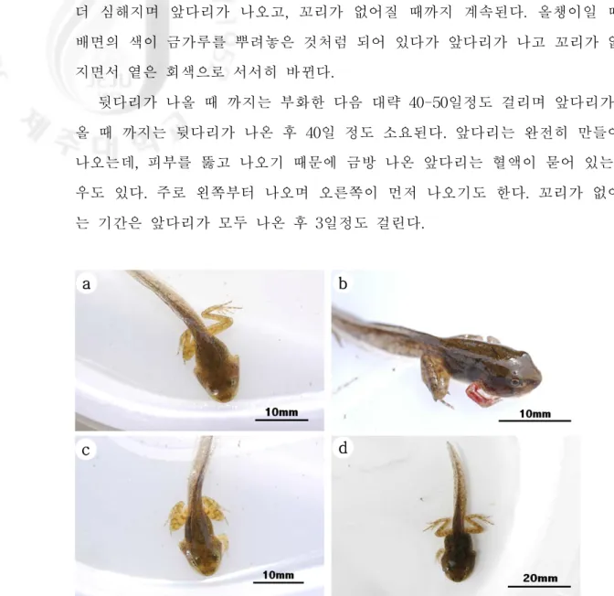 Fig.  26.  The  tadpoles'  legs  are  growing  out.  a)  Tadpole  with  bud  of  forelegs,  b)  New  developed  right  foreleg,  c)  and  d)  Tadpole  malformed  foreleg.