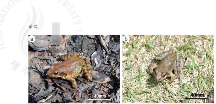 Fig.  30.  Adult  of  Rana  dybowskii.  a)  The  bulgy  bellied  adult  female  before  spawning,  b)  Adult  male.