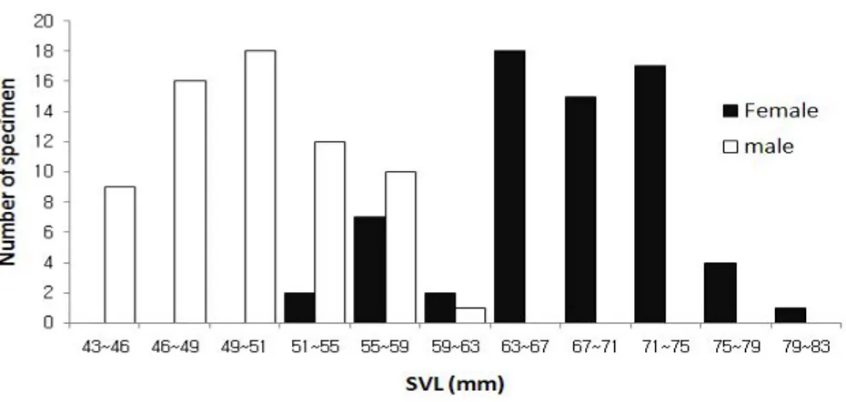 Fig.  36.  Distribution  of  the  body  length  (SVL)  of  the  couple  performed  amplexus  of  Rana  dybowskii.