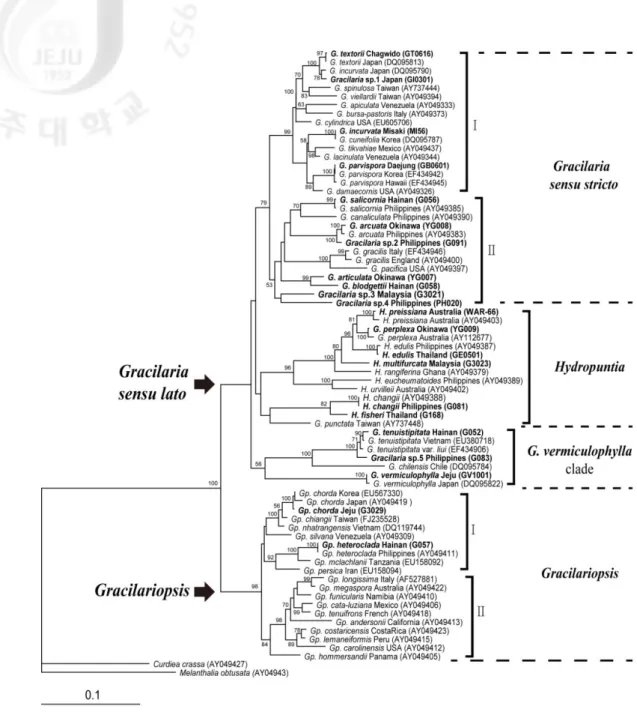 Fig. 1. Maximum likelihood tree for Gracilariaceae inferred from the rbcL sequences 