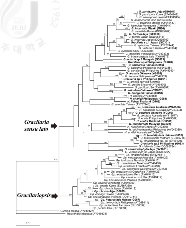 Fig. 2. Maximum parsimony tree for Gracilariaceae inferred from the rbcL 