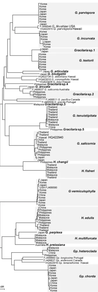 Fig. 3. Neighbor joining  tree of COI barcode of  115 specimens in  Gracilariaceae. Species 