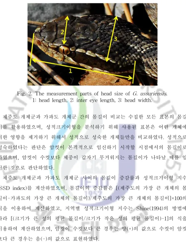 Fig. 2. The measurement parts of head size of G. ussuriensis . 1: head length, 2: inter eye length, 3: head width.