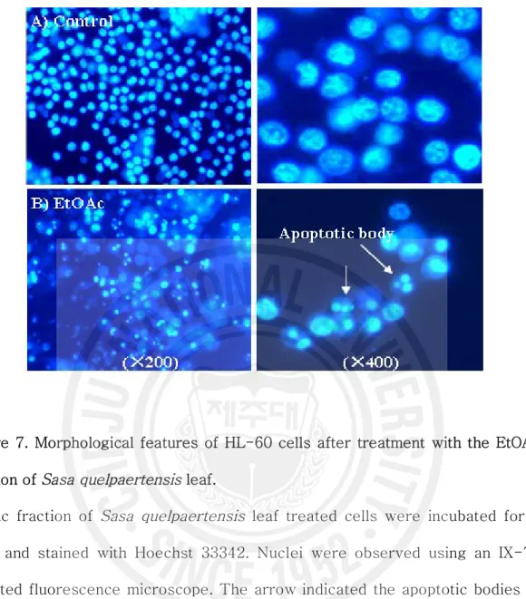 Figure 7. Morphological features of HL-60 cells after treatment with the EtOAc  fraction of  Sasa quelpaertensis  leaf