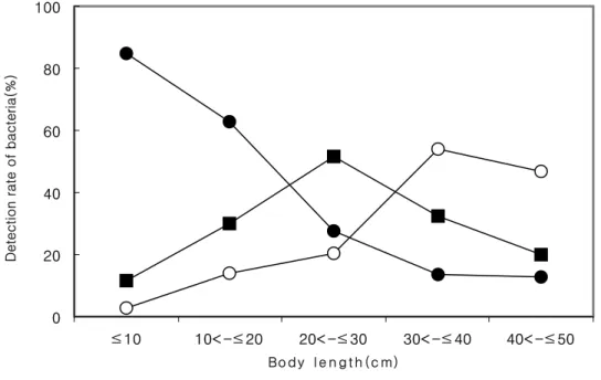 Fig.  3-4.  Occurrence  frequency  of  bacterial  diseases  found  in  flounders  based  on  fish  sizes(body  length)