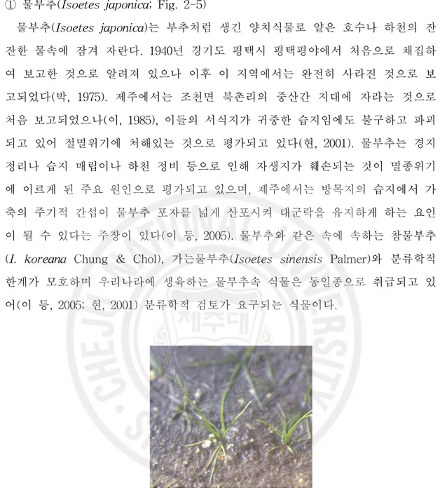Figure 2-5. Isoetes japonica, a rare plant species observed at Baenbaengdimool in this study.