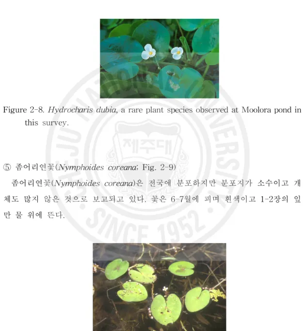 Figure 2-8. Hydrocharis dubia, a rare plant species observed at Moolora pond in this survey.