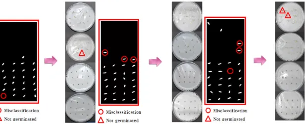 Fig. 7 Proceducre of image processing for detecting nonviable lettuce seeds