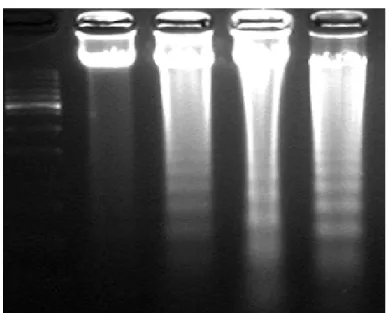 Figure 8. DNA fragmentation by the components of Eurya emarginata in  HL-60 cells. The DNA was isolated and subjected to 1.5% agarose gel 