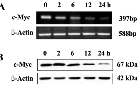 Figure 11. Expression of c-Myc and β-actin in HL-60 cells by a treatment 