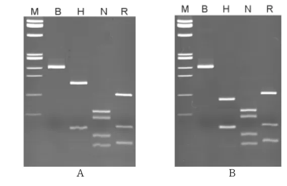 Figure 8. RFLP patterns of HCVs found in Jeju, which were assumed subtype  2a.  5′-  UTR  region  HCV  RNA  was  amplified  and  digested  with  four  restriction  enzymes