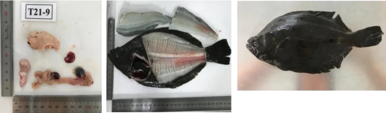 Figure 8. Observation for visual biometric traits of fish. 
