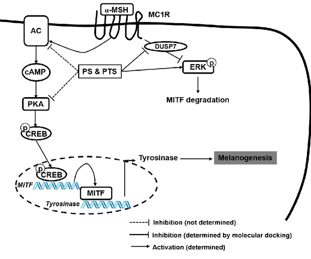 Figure  1-11.  The  inhibitory  mechanism  of  PS  and  PTS  on  α-MSH-stimulated 