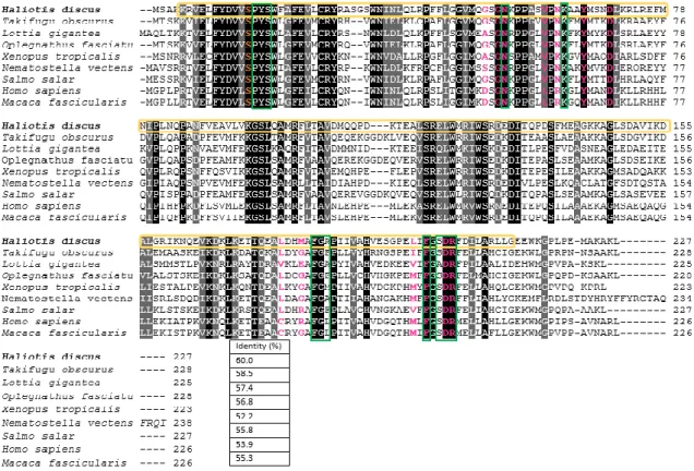 Fig. 2. Multiple sequence alignment of the amino acid sequences of AbGSTκ and its  orthologs from different organisms
