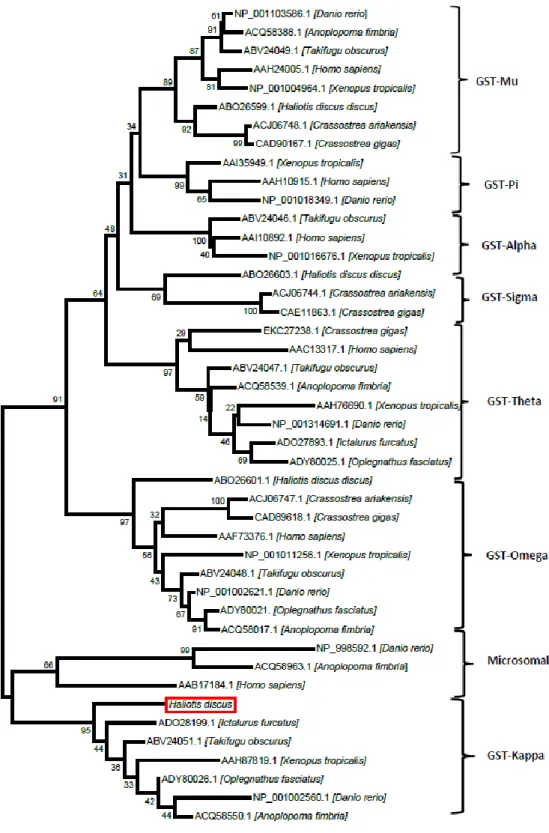 Fig.  4. A phylogenetic tree constructed using the neighbor-joining method based on  different classes of GSTs