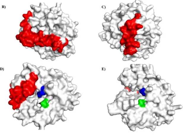 Fig.  5.Surface  representations  of  human  GST-θ  (B,  D)  and  AbGST-θ  (C,  E)  highlighting the C-terminal tails in red color