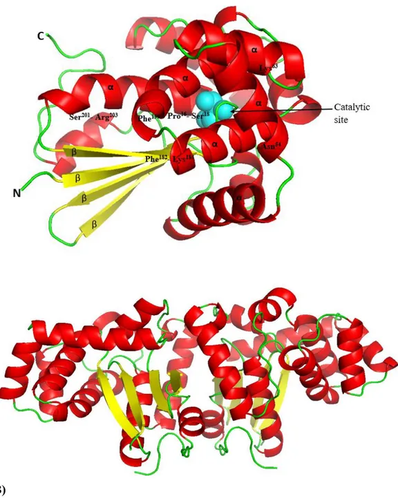 Fig.  6.  A)  Predicted  three-dimensional  structure  of  AbGSTκ.  The  α-helices  and  β- β-sheets are marked, and the positions of the predicted G-sites are labeled
