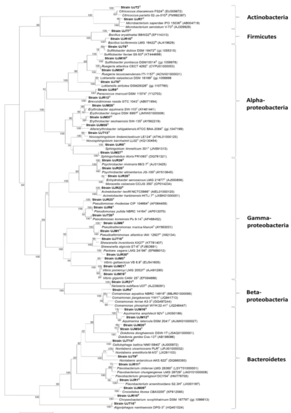 Fig.  1.  Phylogenetic  tree  analysis  of  16S  rRNA  gene  sequences  of  bacteria  isolated 