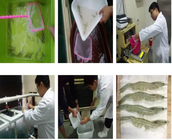 Fig. 3. Measurement of growth performance in every 2 weeks during the feeding trial.