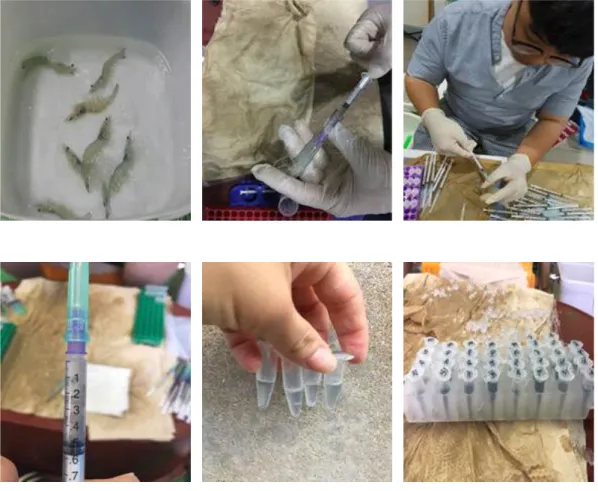 Fig. 4. Collection of blood samples.