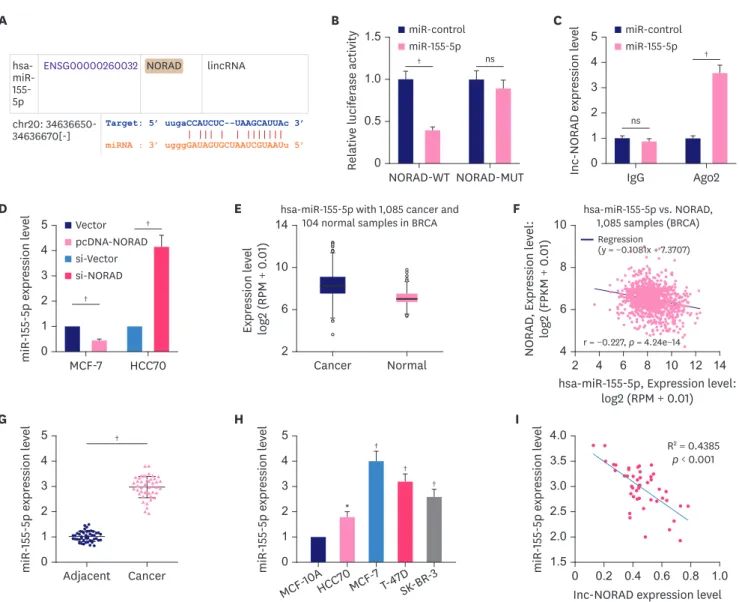 Figure 4. NORAD targets miR-155-5p and negatively regulates its expression. 