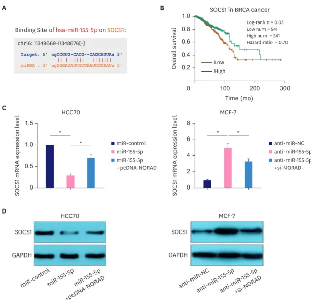 Figure 5. NORAD sponges miR-155-5p to elevate SOCS1 expression. 