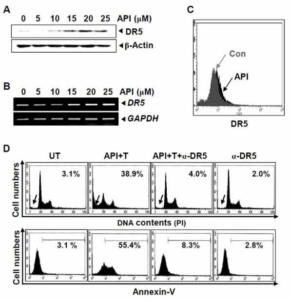 Fig. 3. Apigenin induced up-regulation of DR5 in Hep3B cells. (A) Hep3B cells were treated indicated  concentration (0 - 25 μM) of apigenin for 24 h and western blot analysis of DR5 and β-actin as a  loading control was conducted