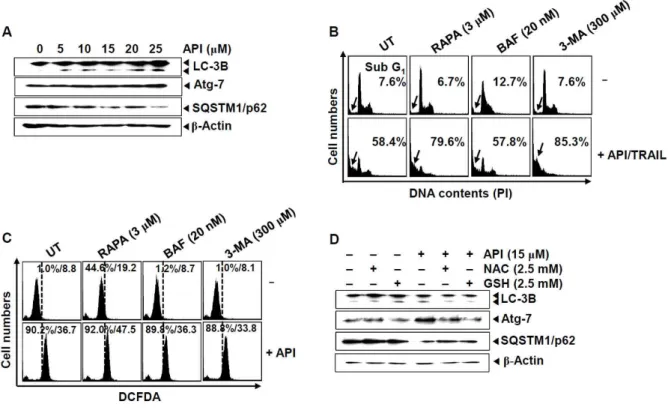 Fig. 5. Apigenin-induced autophagy protected TRAIL-induced apoptosis. (A) Hep3B cells were treated  indicated concentration (0 - 25 μM) of apigenin for 24 h and western blot analysis of hallmarks of  autophagy and β-actin as a loading control was conducted