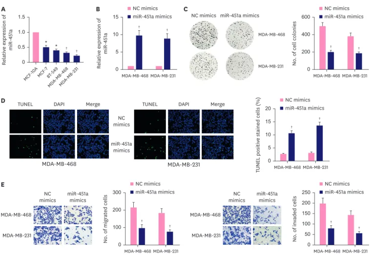 Figure 1. MiR-451a inhibited BC cell proliferation, migration and invasion. (A) MiR-451a was verified to be lowly expressed in BC cells compared with MCF-10A via RT- RT-qPCR analysis