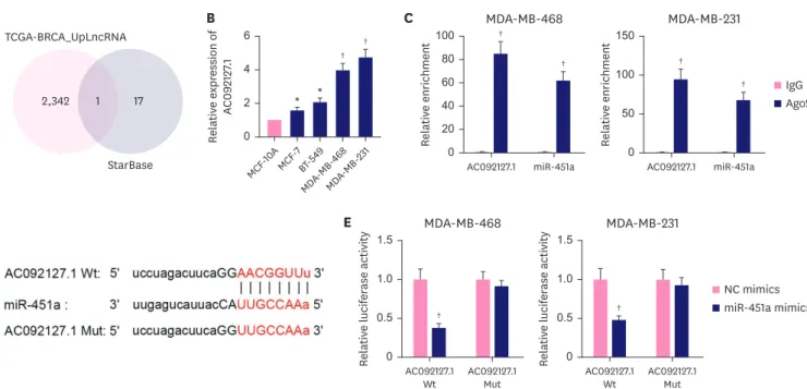 Figure 2. AC092127.1 is a sponge of miR-451a in BC cells. (A) AC092127.1 was selected out due to it was up-regulated in BC cells and could bind with miR-452a  after intersection of TCGA and starBase databases