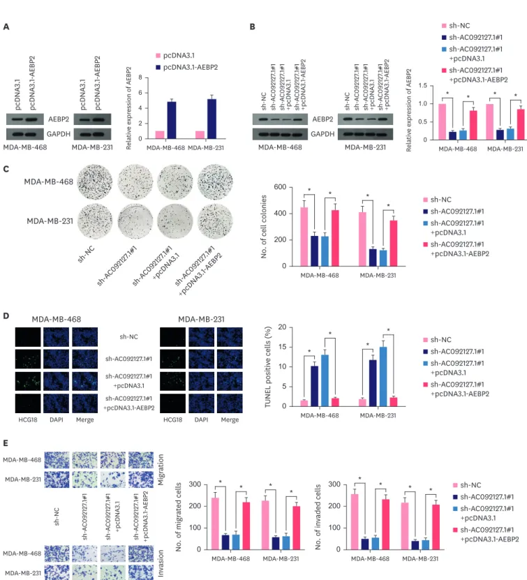 Figure 5. AC092127.1 affected breast cancer cells proliferation, apoptosis, migration and invasion via regulating AEBP2