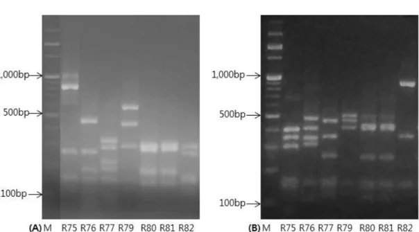 FIg. 1. Representative agarose gel electrophoresis patterns of Hae Ⅲ (A) and