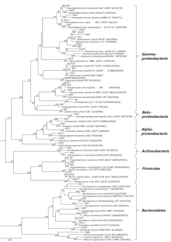 Fig. 2. Phylogenetic tree of the 16S rRNA gene sequences of bacterial strain