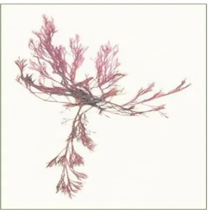 Fig. 1. The photography of the alga, Polysiphonia japonica (http://www.lib.kobe-u.ac.jp/) 