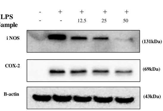 Fig.  6.  Effects  of  BEMB  on  LPS-induced  iNOS  and  COX-2  protein  expressions  in  RAW 264.7 cells