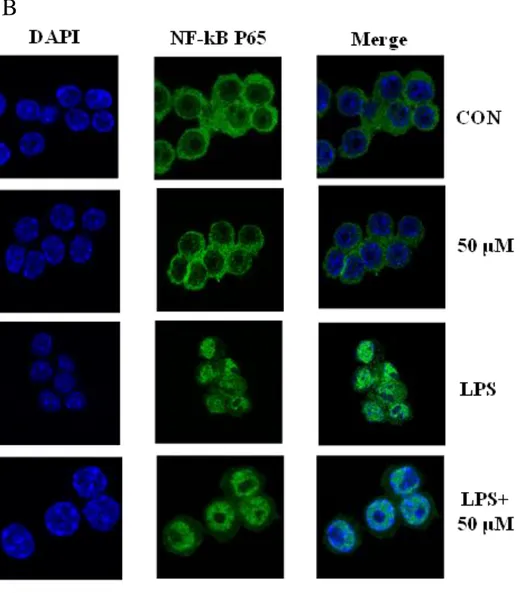 Fig. 8. Inhibitory effects of BEMB on LPS-induced phosphorylation of NF-kB. (A)Cells 